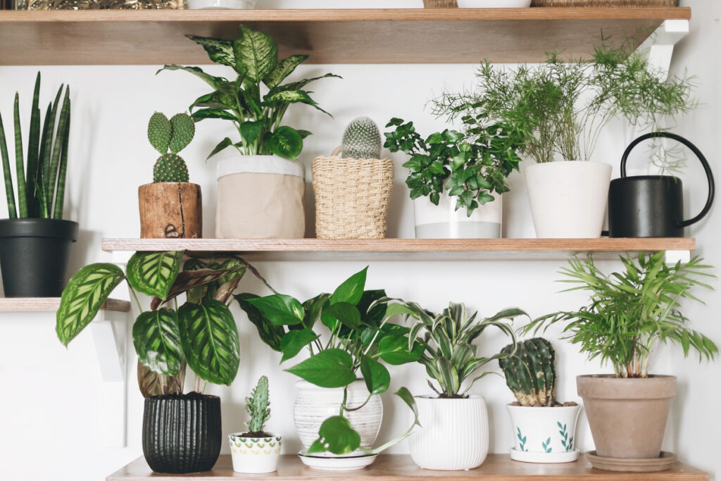 Style Your Shelves with Plants